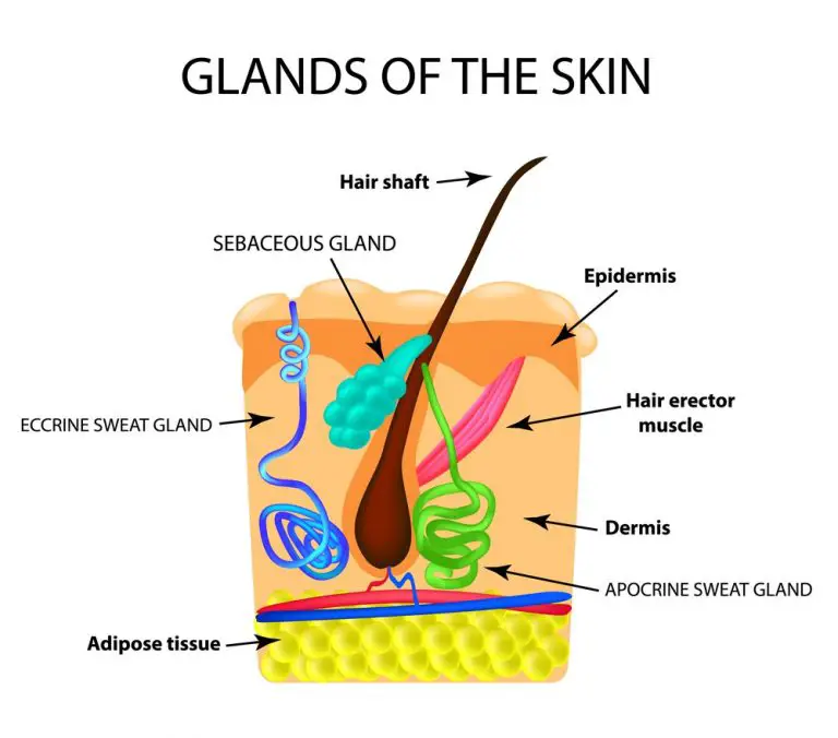 sebaceous-glands-facts-you-should-know