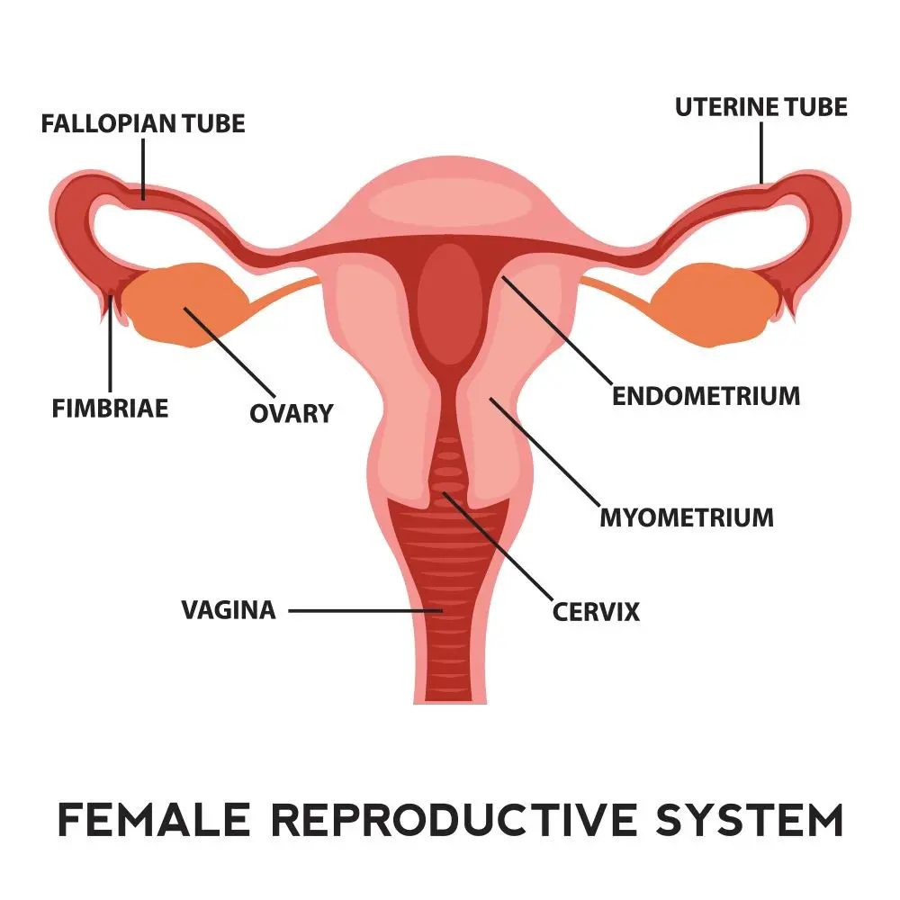 What Does Fertile Mean Time To View Deep Insights