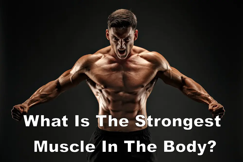 What Is The Strongest Muscle In The Body STD GOV Blog