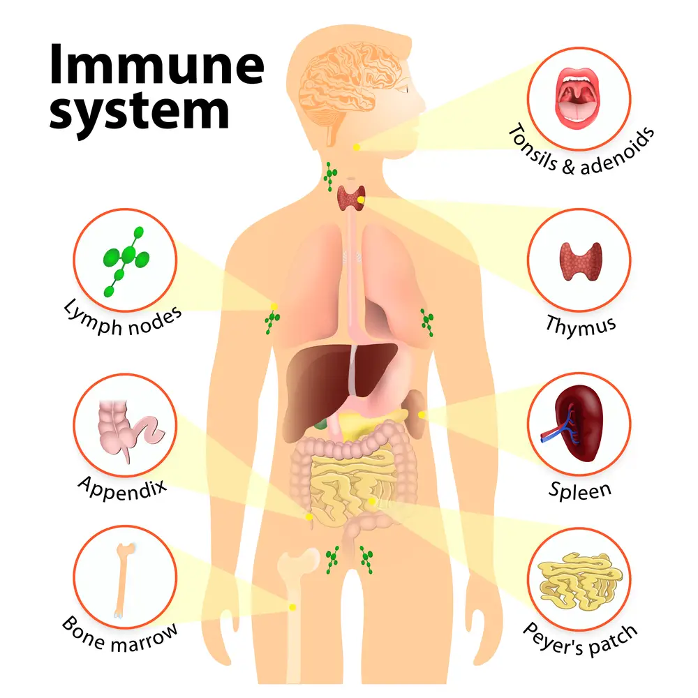 What Is The Immune System And How Does It Work 