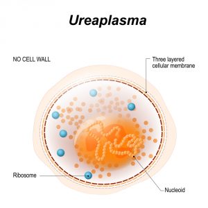 mycoplasma prefer hominis