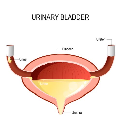 What STDs Cause Frequent Urination? | STD.GOV Blog