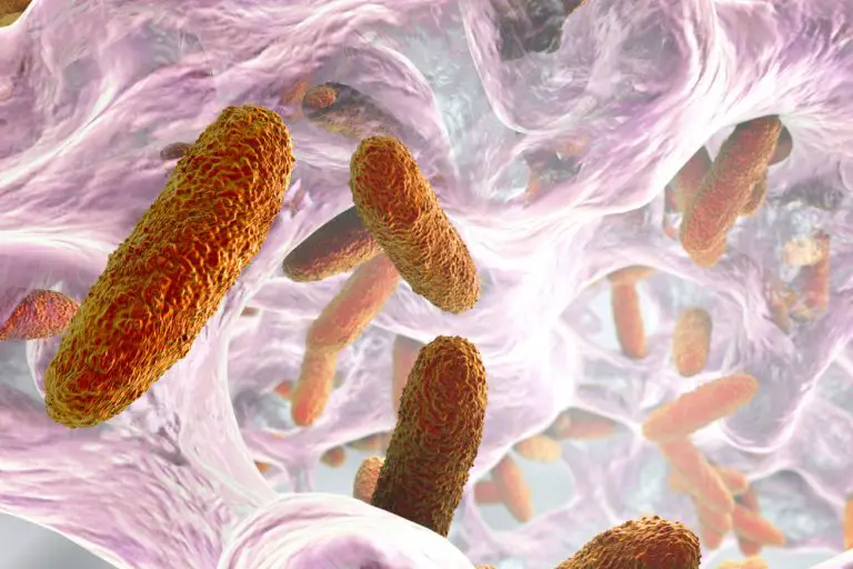 Klebsiella Bacteria Stdgov Blog 7701