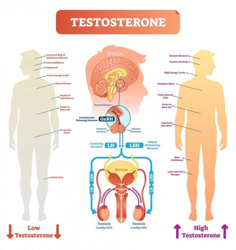 Hormones In Male Reproductive System Stdgov Blog 0807