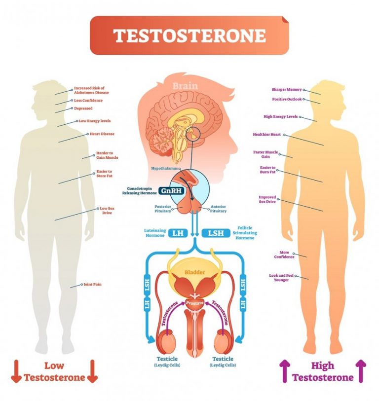 Hormones In Male Reproductive System Stdgov Blog 3921