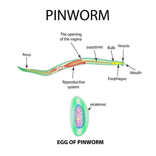 List of Parasites of Humans | STD.GOV Blog