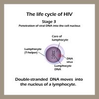 Stages of HIV & AIDS | STD.GOV Blog