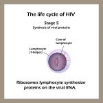 Stages of HIV & AIDS | STD.GOV Blog