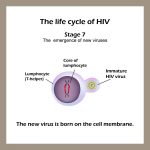 Stages of HIV & AIDS | STD.GOV Blog