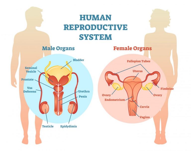 How Does Alcohol Affect The Reproductive System Stdgov Blog 