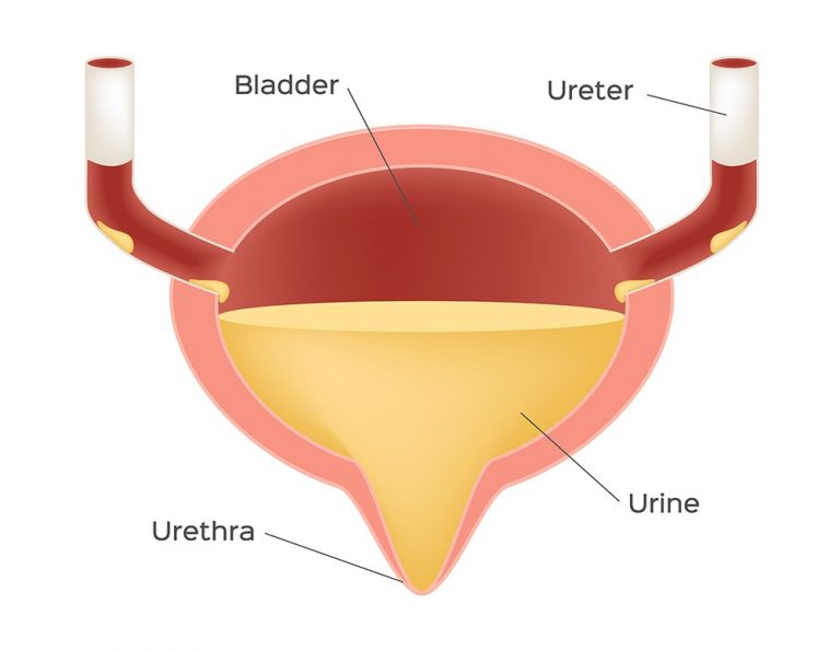 Bladder Function Anatomy Function Diseases Images   Bladder Function 1 768x594 