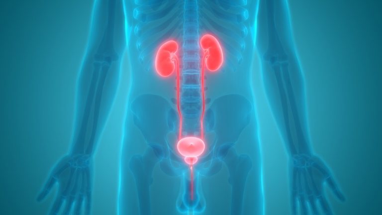 Bladder Function | anatomy, function, diseases, images