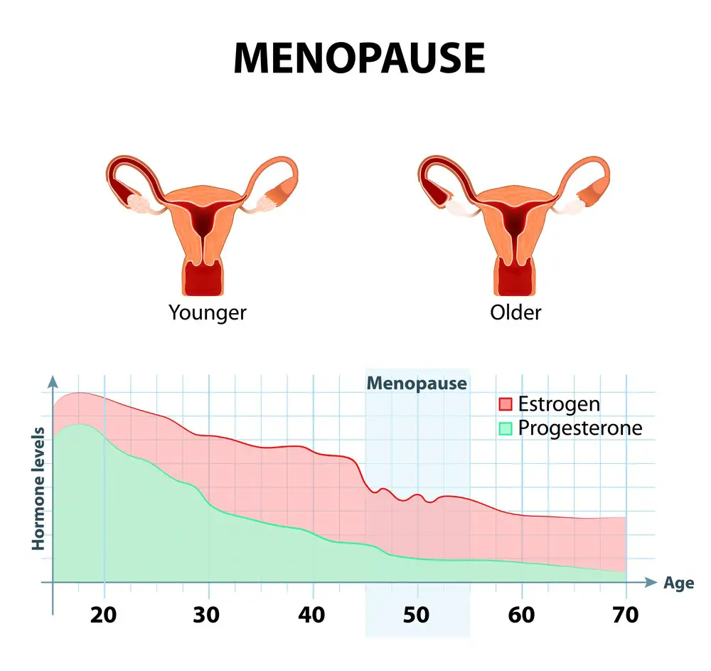 How Long Does Menopause Last STD GOV Blog