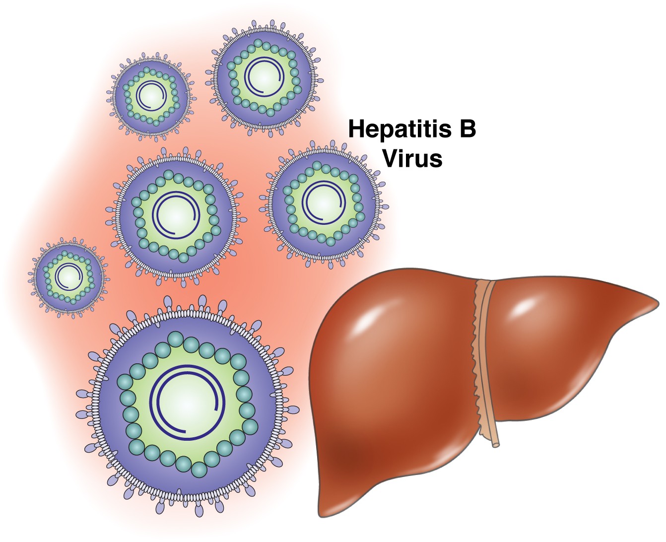 hepatitis b spread through