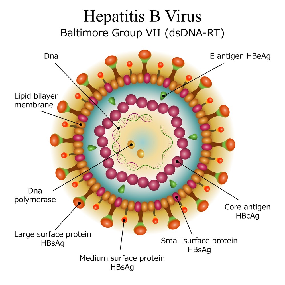 Hepatitis B Symptoms, Treatment, Causes, What is Hepatitis B