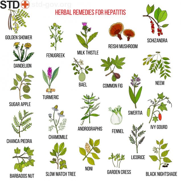 Herbal remedies for hepatitis